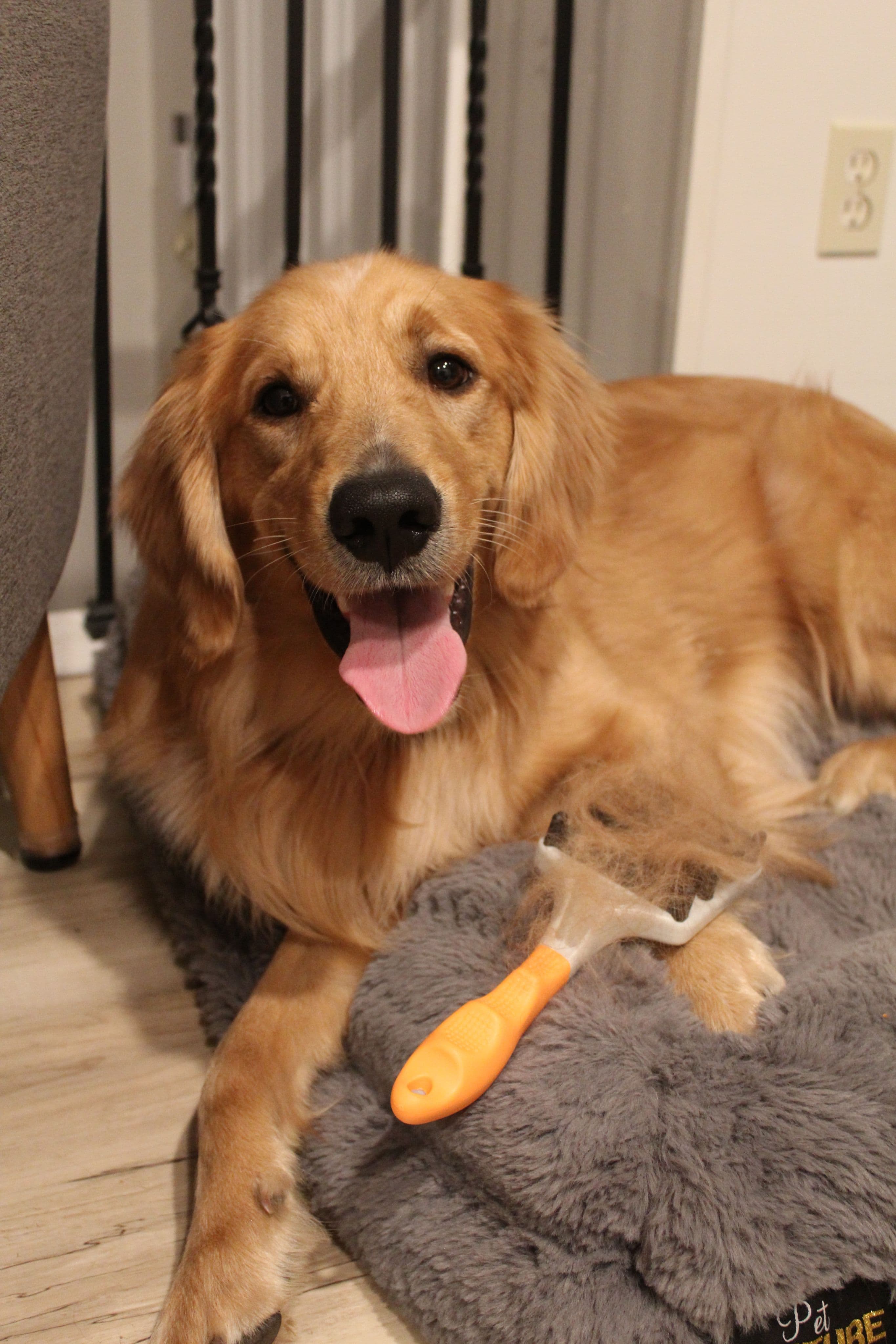 Happy golden retriever