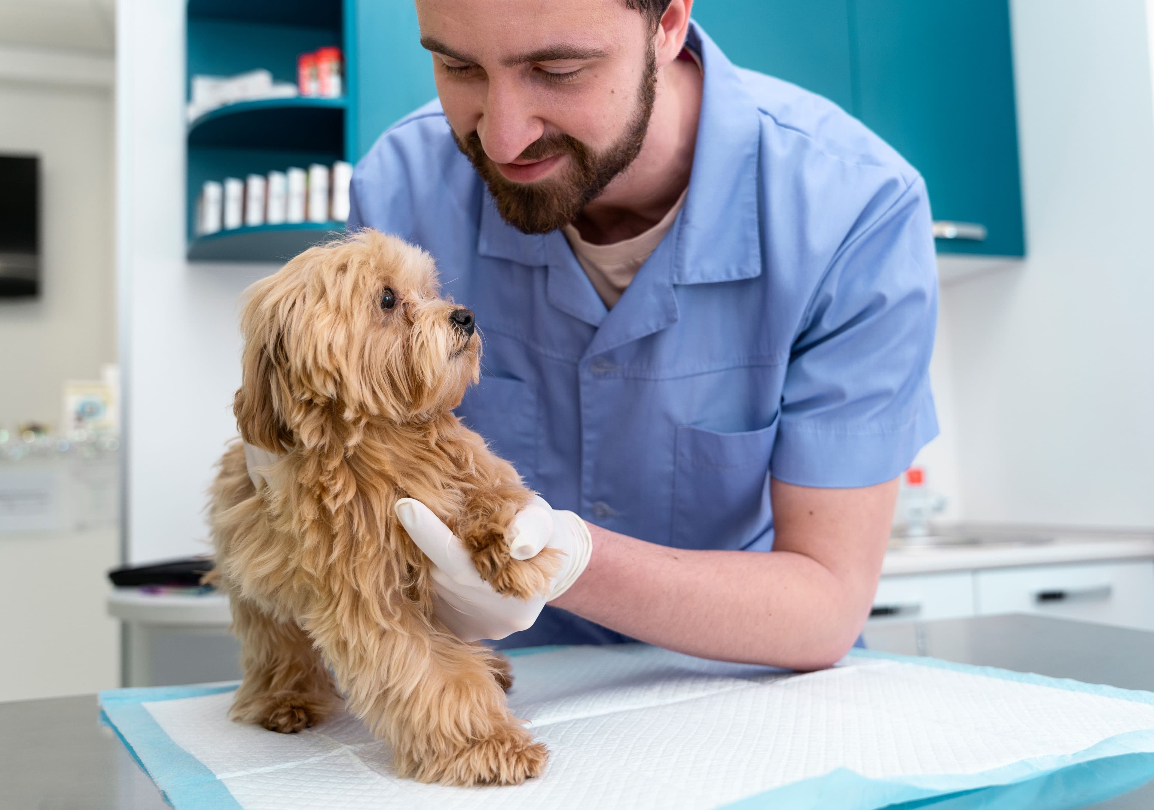 Veterinarian examining a dog
